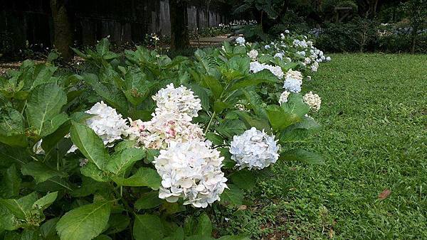 繡球花17.jpg