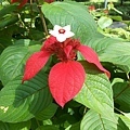 紅萼花8.jpg