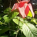 紅萼花A14.jpg