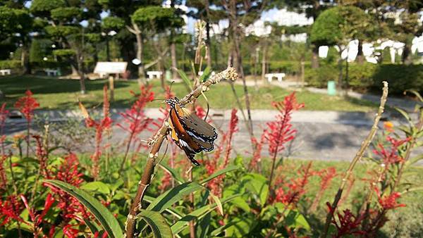 紅樓花28.jpg