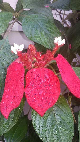 紅萼花14
