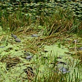 福山植物園裡面的烏龜