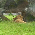 20080823木柵動物園06