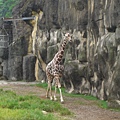 20080823木柵動物園07