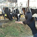 東海大學21-有小牛可以餵