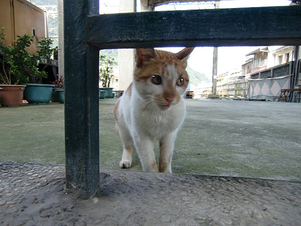 20100127侯硐車站-遇見第一隻貓