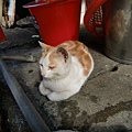 20100127侯硐車站-站外麵店養的另一隻貓