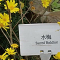 2011台北國際花博43-水梅