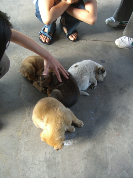 金瓜石黃金博物館園區58-窩在一起睡的小狗