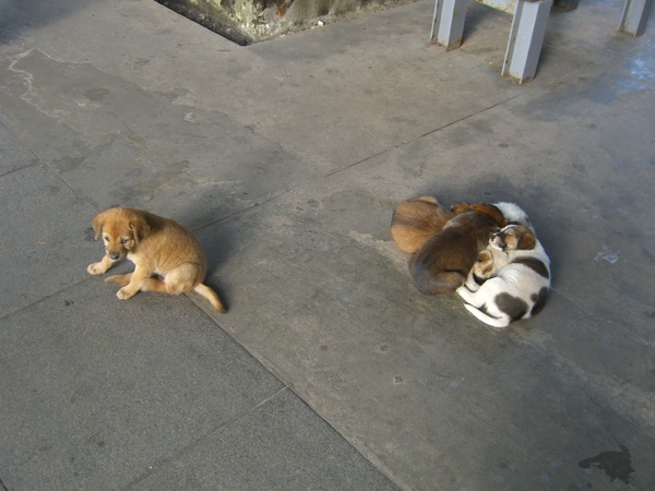 金瓜石黃金博物館園區70-換陣容繼續睡的小狗們