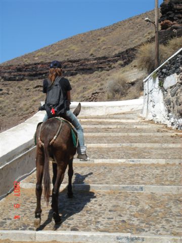 SANTORINI 騎驢，好可憐也好可怕！