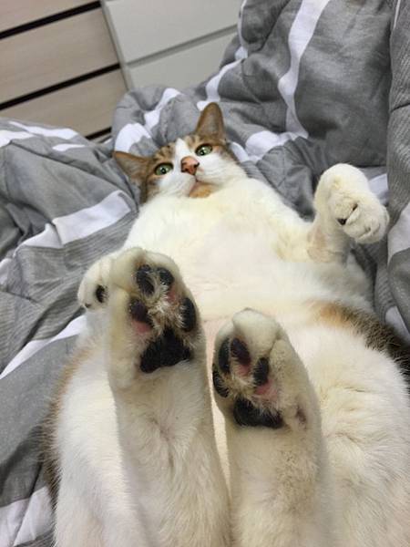 彼得健