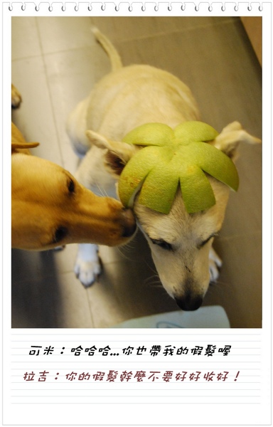 假髮拉吉.jpg