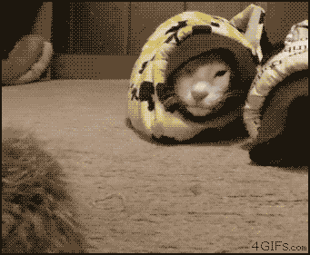 G2.gif G2.gif