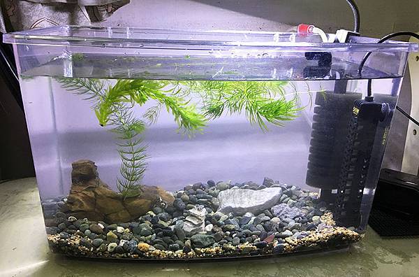 來養魚吧 孔雀魚新手入門教學 雪花台湾 來養魚吧 孔雀魚新手入門教學 雪花台湾