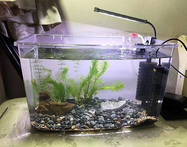 來養魚吧 孔雀魚新手入門教學 雪花台湾 來養魚吧 孔雀魚新手入門教學 雪花台湾