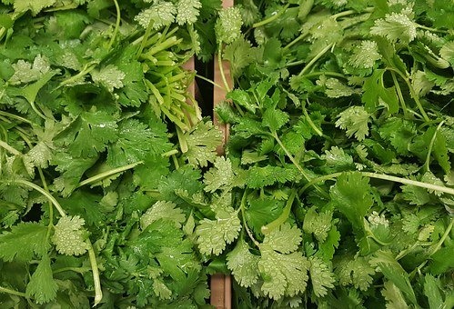 cilantro-1429136__340