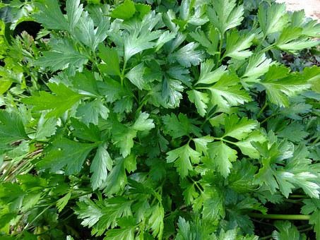 parsley-393028__340