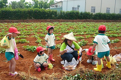 安君兒日僑班出動挖番薯去 