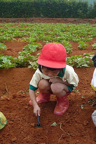 安君兒日僑班出動挖番薯去 