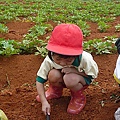 安君兒日僑班出動挖番薯去 