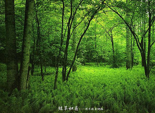 綠草如茵……照片取自網路