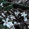 白白的油桐花