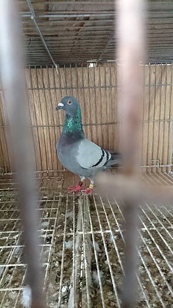 2016-06-05 12.49.55.jpg