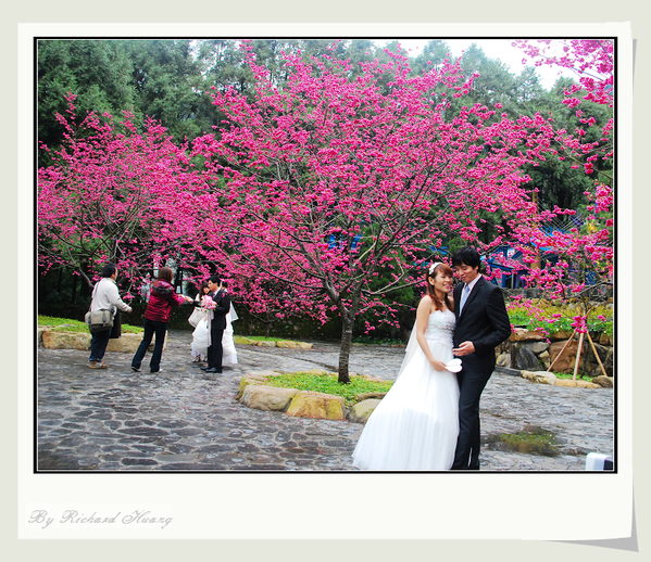 2012 九族櫻花婚禮 2012 九族櫻花婚禮