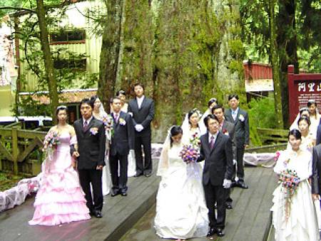 阿里山神木婚禮 阿里山神木婚禮