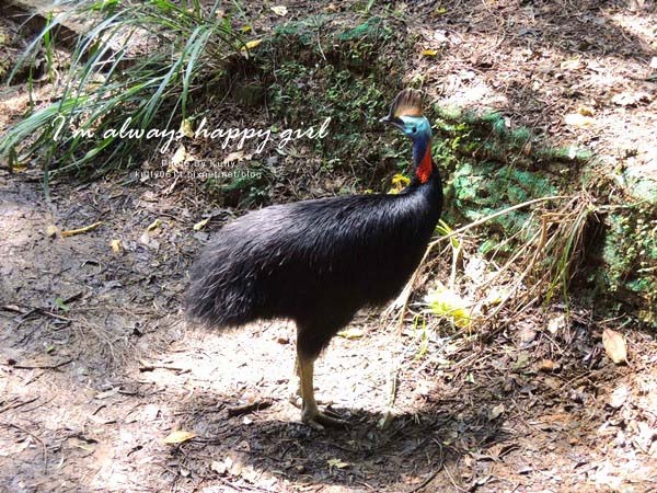 2014-5-30森林鳥花園_大娘 (20).jpg