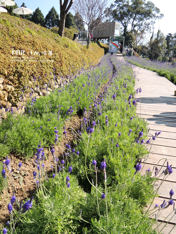 2015-1-4尖石薰衣草森林(景觀) (14).jpg