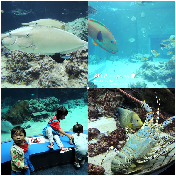 4沖繩海洋博公園-美麗海水族館-海豚劇場 (12).jpg