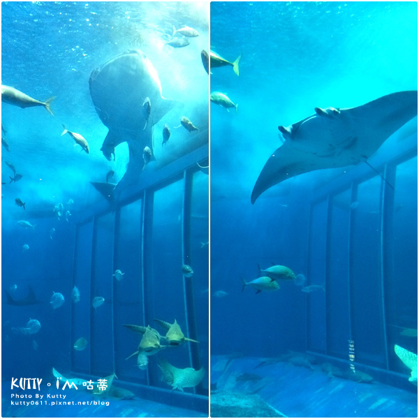 4沖繩海洋博公園-美麗海水族館-海豚劇場 (15).jpg