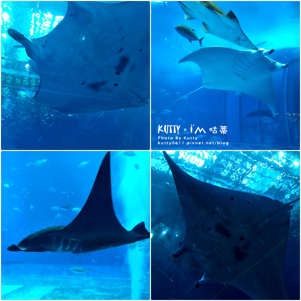 4沖繩海洋博公園-美麗海水族館-海豚劇場 (17).jpg