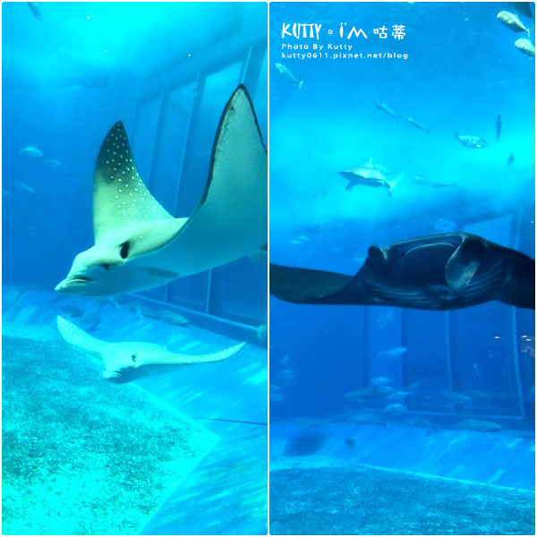 4沖繩海洋博公園-美麗海水族館-海豚劇場 (16).jpg