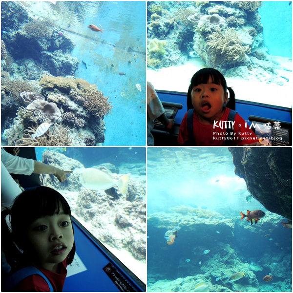 4沖繩海洋博公園-美麗海水族館-海豚劇場 (11).jpg