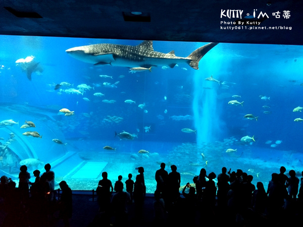 4沖繩海洋博公園-美麗海水族館-海豚劇場 (14).jpg