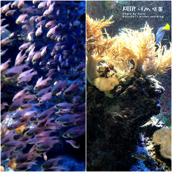 4沖繩海洋博公園-美麗海水族館-海豚劇場 (20).jpg