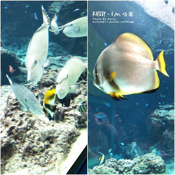 4沖繩海洋博公園-美麗海水族館-海豚劇場 (21).jpg