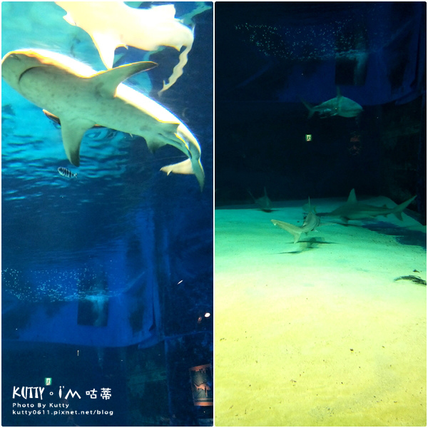 4沖繩海洋博公園-美麗海水族館-海豚劇場 (19).jpg