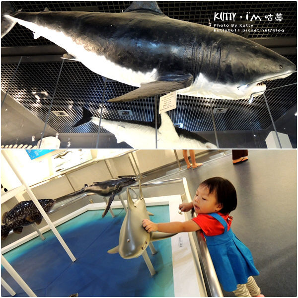 4沖繩海洋博公園-美麗海水族館-海豚劇場 (23).jpg