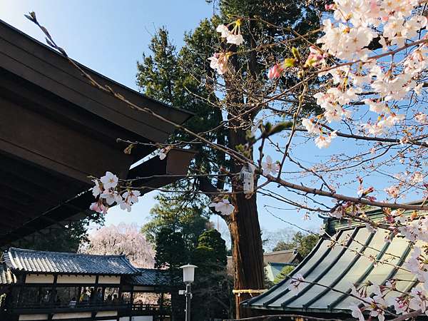 川越賞櫻景點行程介紹 喜多院 中院 冰川神社 蓮馨寺 分享日本新鮮事v S World 痞客邦