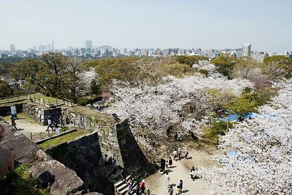 福岡城遺址 櫻花