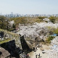 福岡城遺址 櫻花