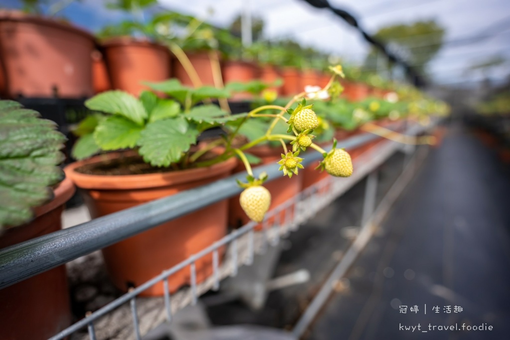 草莓園推薦-天香草莓園15.jpg