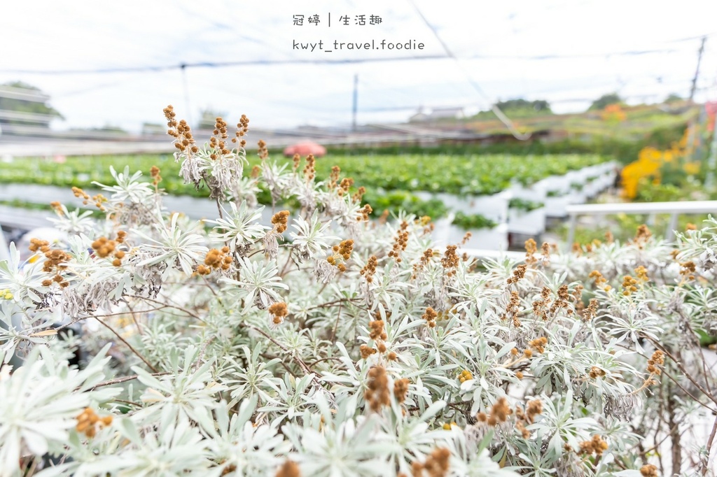 草莓園推薦-天香草莓園4.jpg