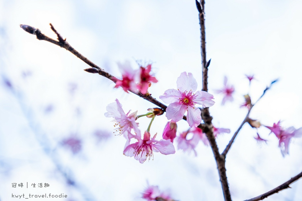 桃園櫻花秘境─角板山公園12.jpg