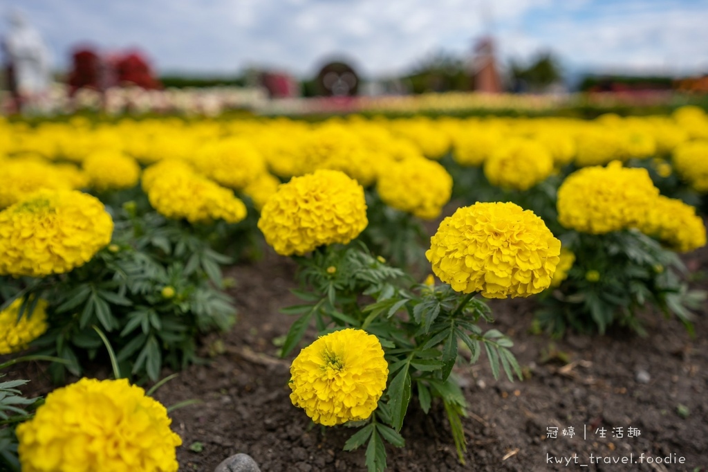 LINE_ALBUM_台中網美景點-中社觀光花市花海-鬱金香季_220125_21.jpg