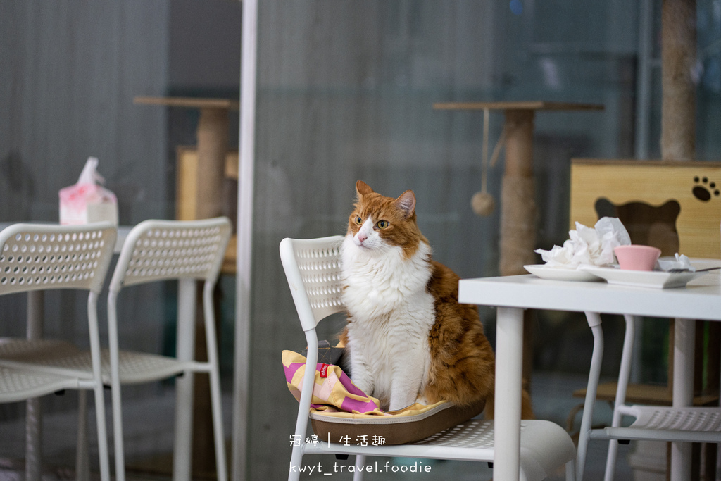 竹北咖啡廳推薦-Le Chat 聊夏貓旅x咖啡-竹北寵物友善餐廳推薦-竹北下午茶推薦 (10 - 12).jpg